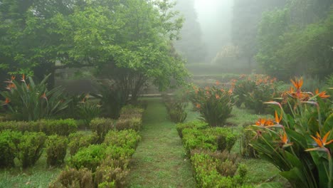 flor que parece pájaro - flor de grulla - creciendo en el parque pena con toda el área cubierta de niebla