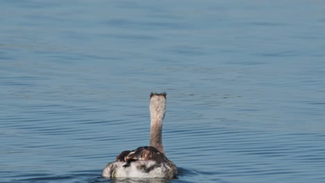 Somormujo-Lavanco-Podiceps-Cristatus-Visto-Avanzando-Mientras-Es-Capturado-Desde-Su-Parte-Trasera,-Lago-Bueng-Boraphet,-Nakhon-Sawan,-Tailandia