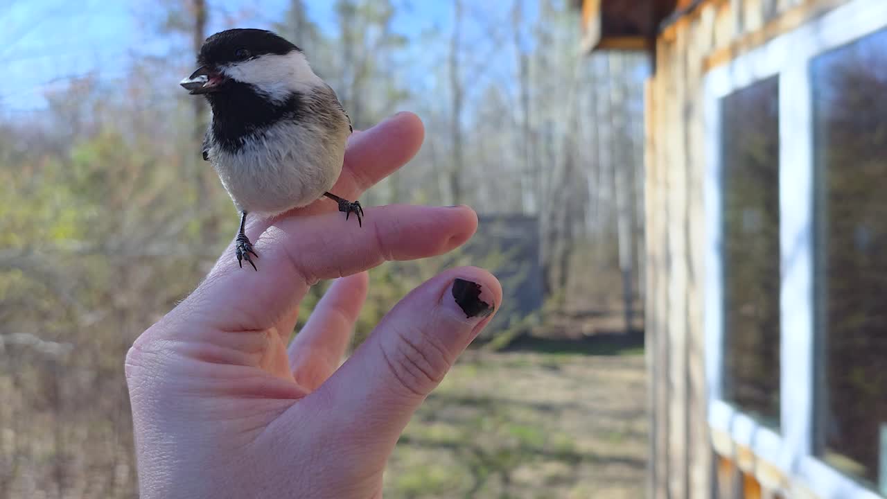 Adorable Black-capped Chickadee bird (Poecile atricapillus) perches confidently on outstretched human hand, feeding from palm in intimate wildlife encounter
