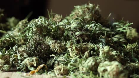 el fondo de los brotes verdes de marihuana