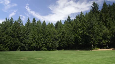 well maintained park space on whidbey island, filled with evergreen trees