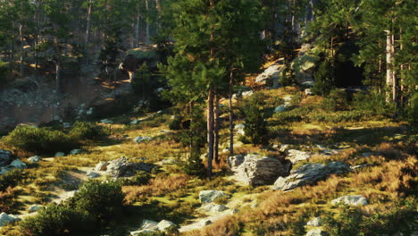 a sunny day in the forest