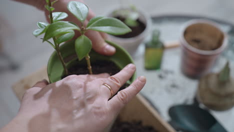 high angle closeup of female hands tapping side of plastic planter filled with moist soil to settle young plant stem on glass table surrounded by potted seedlings, tools and bright indoor decor