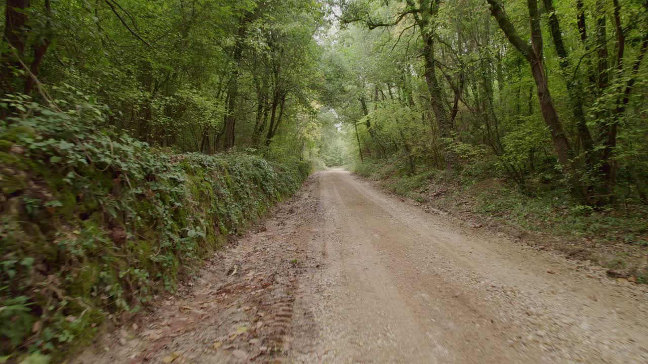 Veduta aerea di una foresta lussureggiante con strada sterrata e alberi, Sovicille, Toscana, Italia