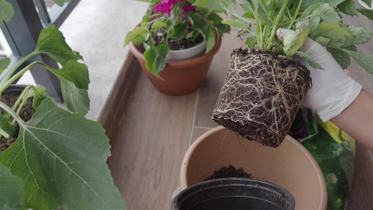 Rinvaso di una pianta con molte radici