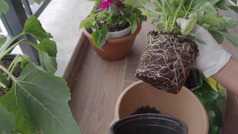 repotting a plant with a lot of roots