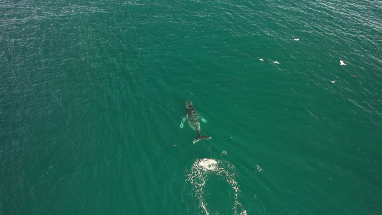 Seabirds Flying Over The Blue Sea With Humpback Whale In New South Wales, Australia. - aerial shot