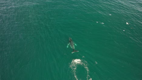 seabirds flying over the blue sea with humpback whale in new south wales, australia. - aerial shot