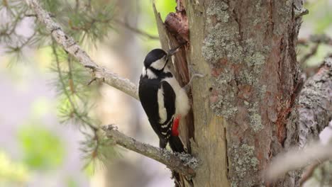 Gran-Pájaro-Carpintero-Manchado-En-Un-árbol-En-Busca-De-Comida.-El-Gran-Pájaro-Carpintero-Manchado-(dendrocopos-Major)-Es-Un-Pájaro-Carpintero-De-Tamaño-Mediano-Con-Plumaje-Blanco-Y-Negro-Y-Una-Mancha-Roja-En-La-Parte-Inferior-Del-Vientre.