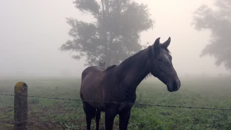 a curious horse in a foggy, dewy pasture just before sunrise