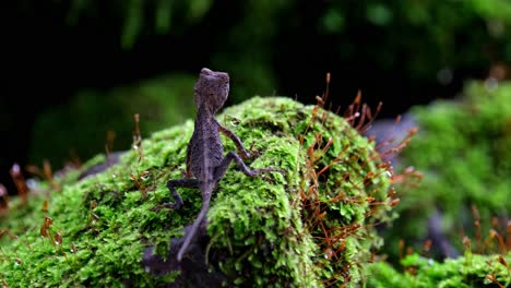 un zoom out visto desde su espalda mientras descansa sobre un montículo de parche de musgo saludable, pricklenape marrón acanthosaura lepidogaster, parque nacional khao yai