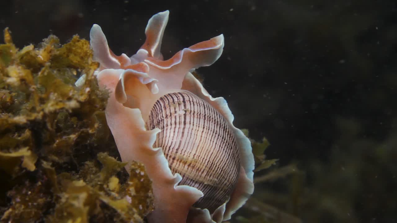 A Rose Petal Bubble sea snail moving along on some soft sea vegetation in the ocean current