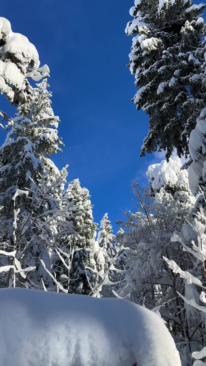 Snødekte eviggrønne skogsgrener, Sveits, tung vinter