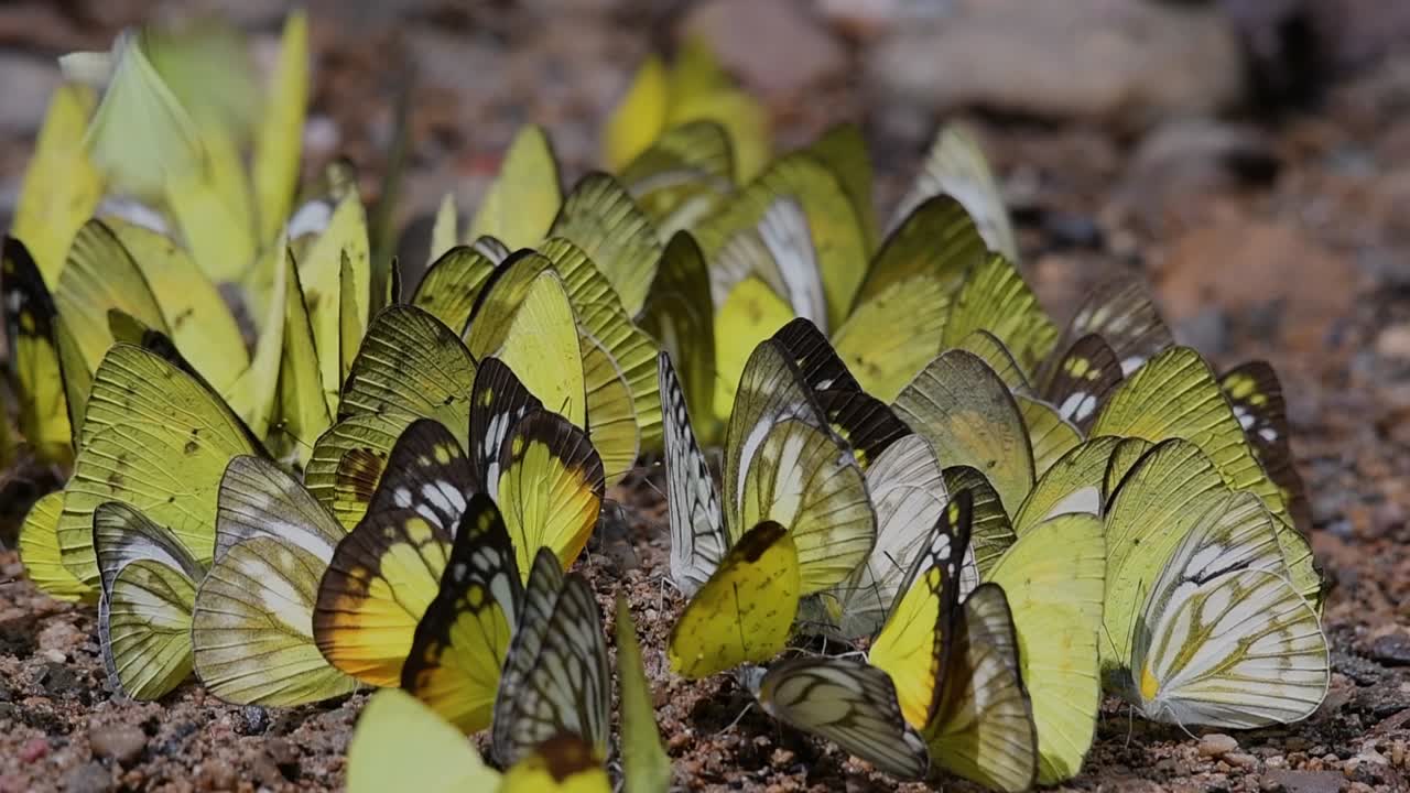 mariposas en lamer minerales: mariposas lamiendo minerales uno por uno mientras se agrupan en el suelo a primera hora de la mañana en el parque nacional kaeng krachan, en cámara lenta