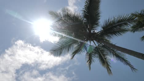 slow pan around tropical palm tree slowly swaying in wind on bright, warm day with sun shining through branches