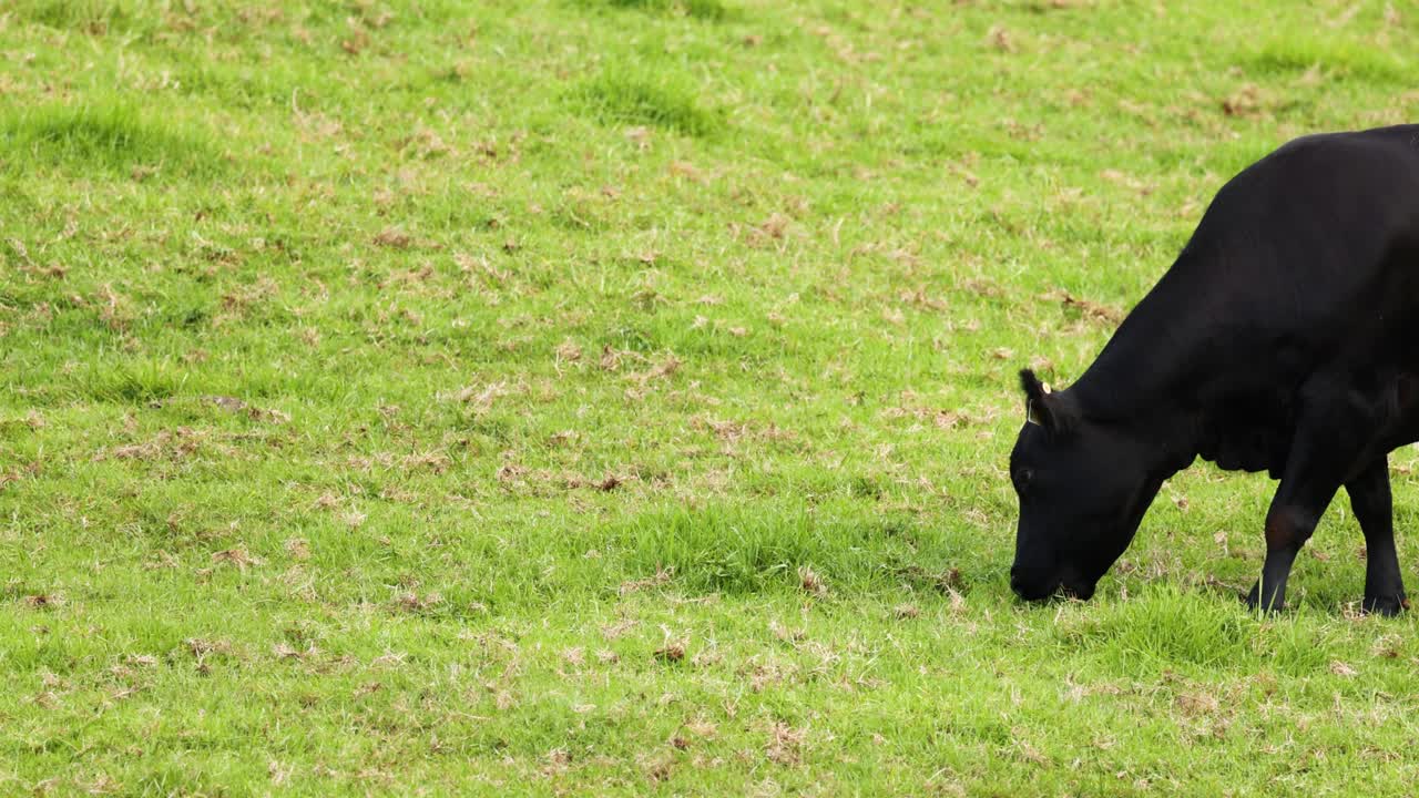 푸른 잔디에서 평화롭게 먹이를 먹는 소