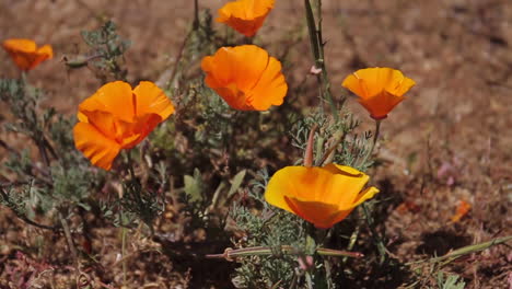 poppy flowers blow in the wind near kern river california