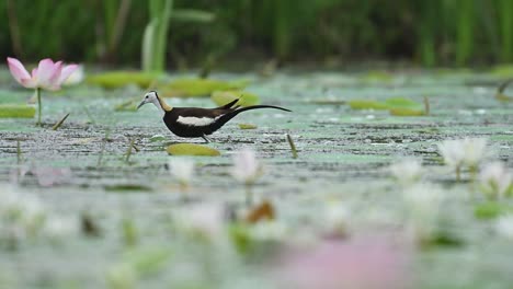 serene pond hosts delicate bird balancing over floating blossoms