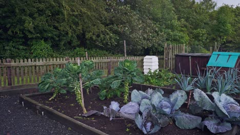 garden allotment with fresh home grown organic vegetables in raised beds