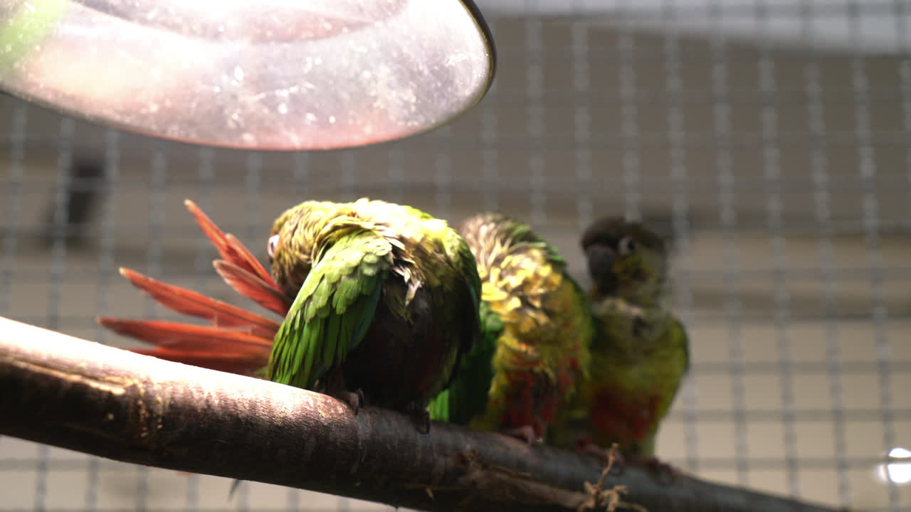 새장 속의 귀여운 잉꼬