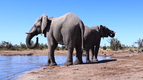 Dos-Elefantes-Africanos-Caminan-Hasta-El-Borde-Del-Agua-En-Un-Caluroso-Día-De-Botswana
