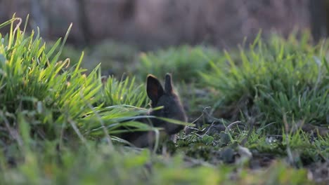 a small rabbit in the tall grass