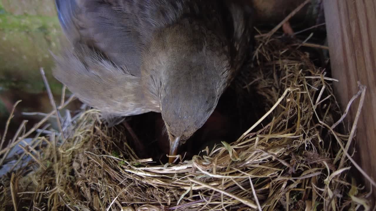blackbird nesting and feeding chicks