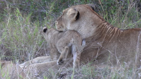 Close-up-of-a-tender-moment-between-the-lioness-and-one-of-her-cubs