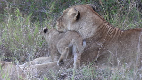 close up of a tender moment between the lioness and one of her cubs