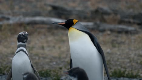 King-penguin-with-Magellanic-penguins-in-Isla-Martillo,-Ushuaia