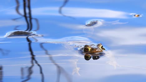 common toad or bufo bufo, floating on the water and blinking eyes