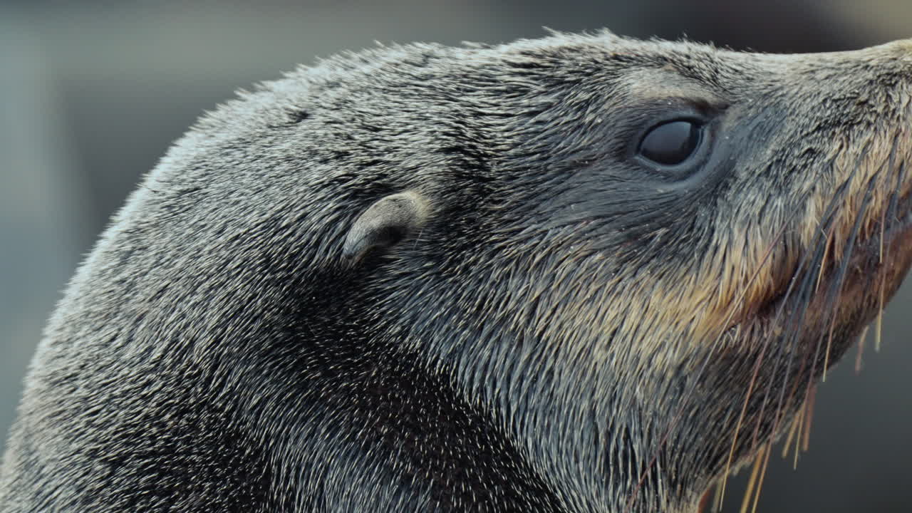 Close-up of a Seal