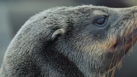 close-up of a seal