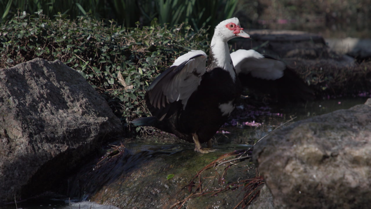 Muscovy duck flapping wings in a pond