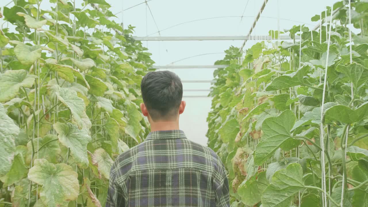 la espalda de un granjero asiático caminando en la casa verde de la granja de melones