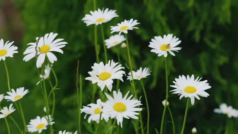 風に揺れるカモミールの花 薬草