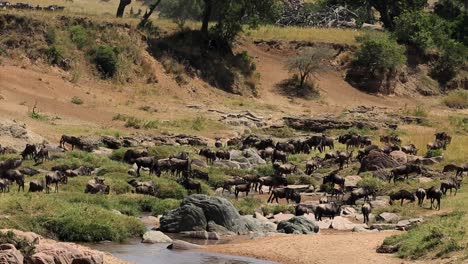 enorme manada de ñus y gnu en un arroyo poco profundo y seco bebiendo y refrescándose en la sabana africana de kenia, áfrica