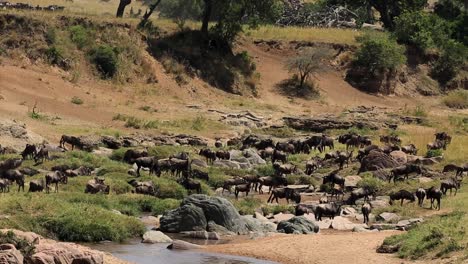 huge herd of wildebeests and gnu at a shallow and dried up river stream drinking and cooling down in the african savanna of kenya, africa