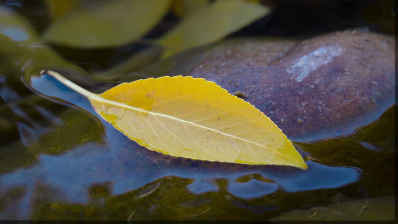 노란색 가을 잎 이 바위 와 함께 물 에 떠다니고 있다