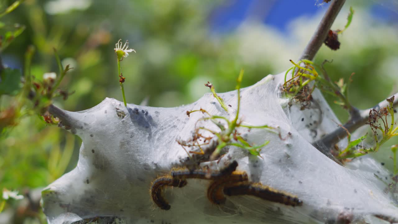 Spider Web on Honeysuckle Shrub Branch with Caterpillars Crawling. Insect Nature Wildlife Footage.