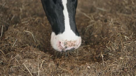 dairy cattle eating ground hay in the livestock farm