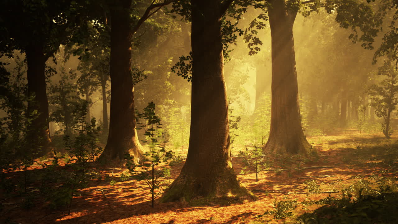 빛이 비치는 숲길