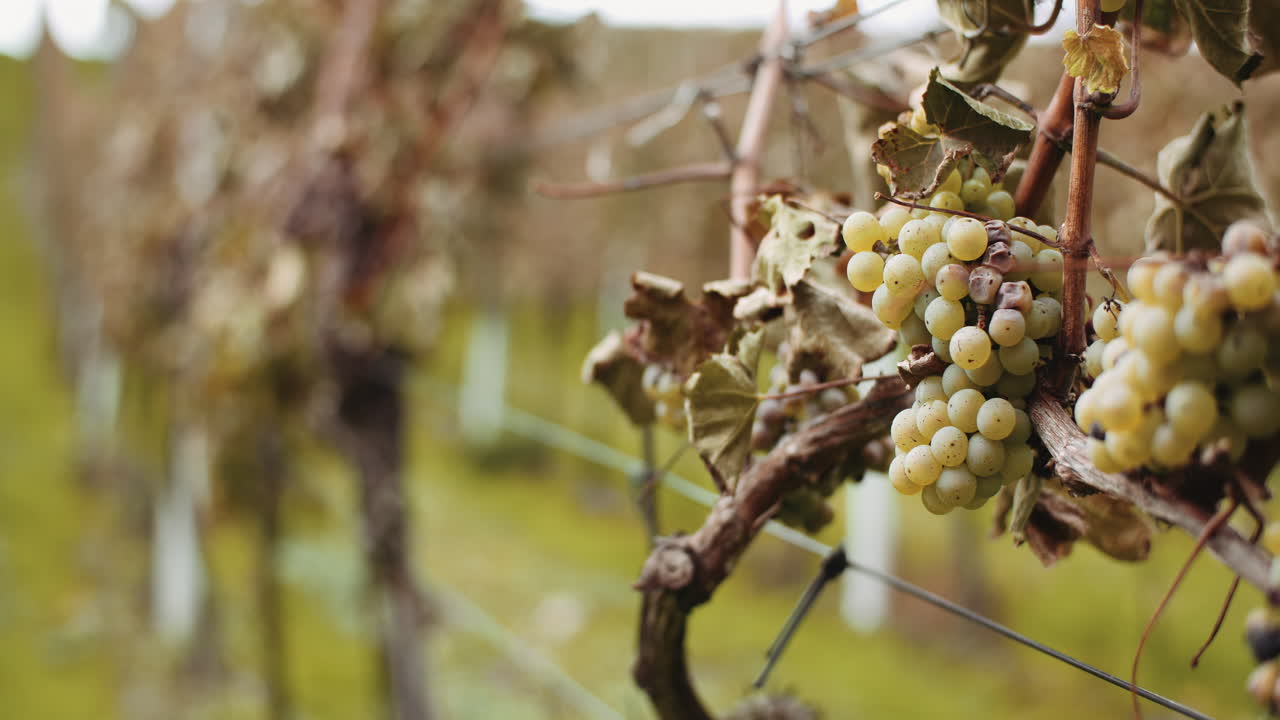 Ripe Grapes Vineyard Autumn Wine Production 4