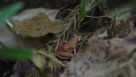 small japanese brown forest froglet in daisen national park