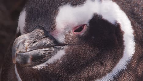 tilt up shot of a sleepy magellanic penguin as it sleeps in some shade