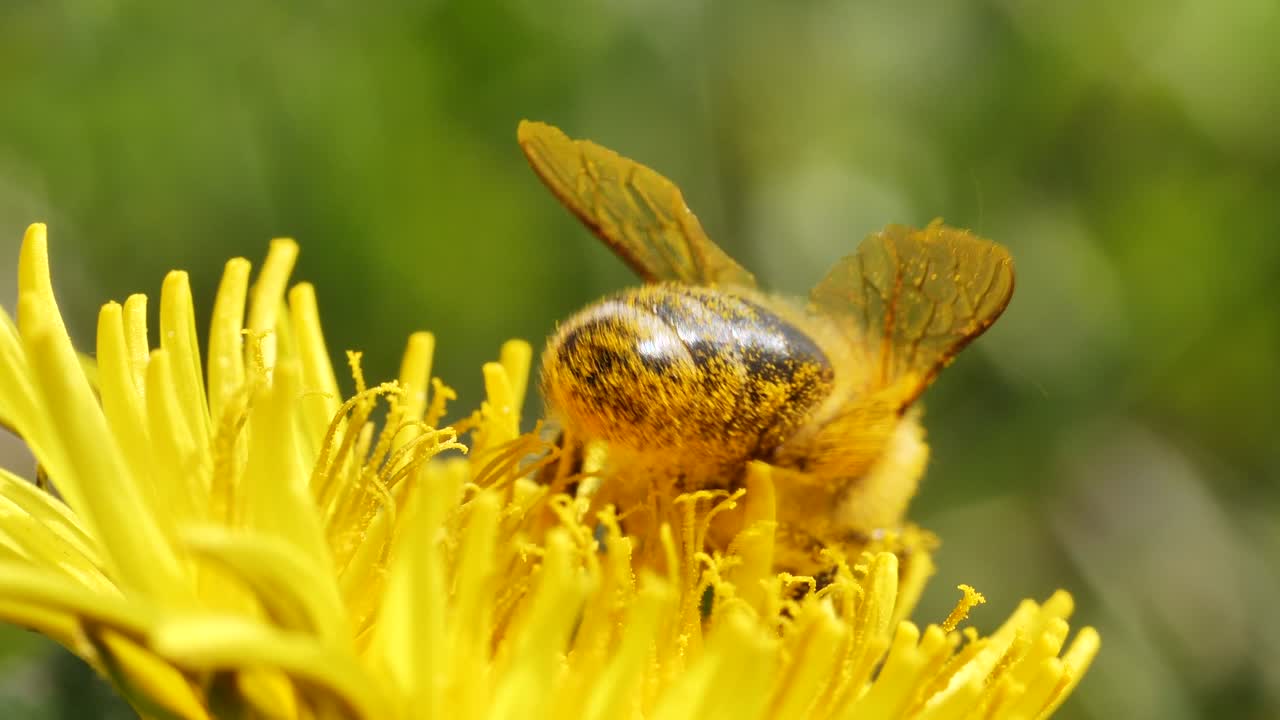 macro primer plano de abeja recogiendo polen en flor amarilla durante el tiempo de polinización
