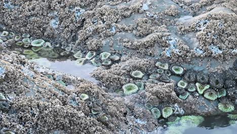 close-up drone view of tide pool ecosystem with vibrant sea anemones and barnacle-covered rocks at low tide