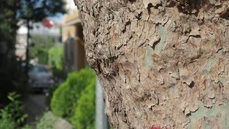 primer plano de la corteza de los árboles