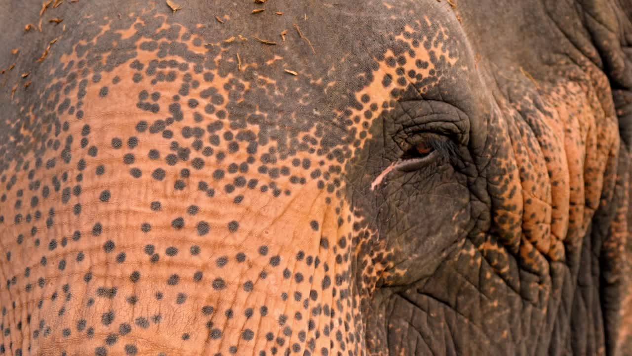 A detailed close-up of a Sri Lankan elephant showcasing its textured skin, expressive eyes, and powerful trunk