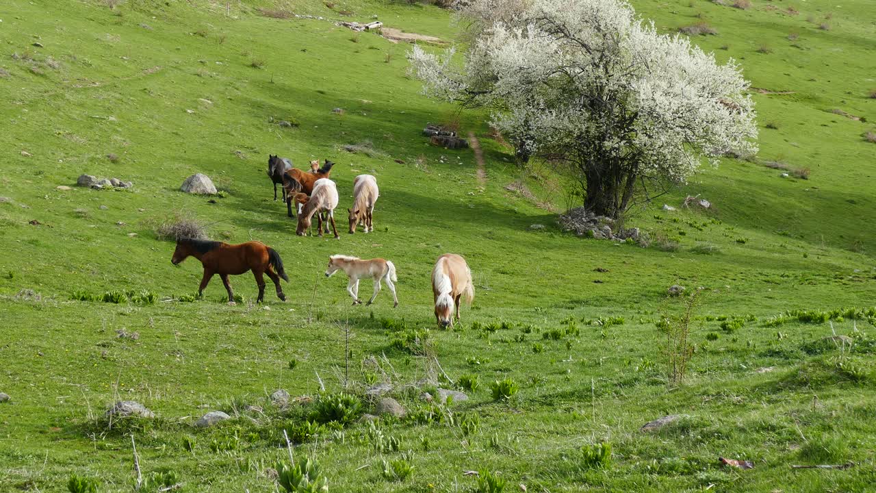 una manada de caballos pastando libremente